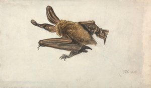 Une chauve-souris - James Ward
